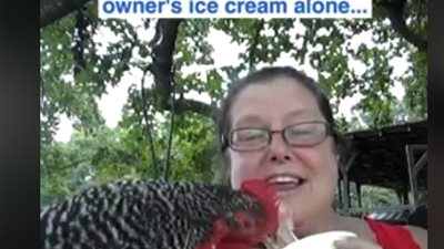 دجاجة تسرق الآيس كريم من صاحبتها (فيديو)