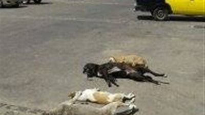 بالصور.. مذبحة لكلاب معهد العلوم بالقلعة على يد أمن فاروس