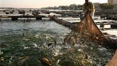 ضبط 50 حالة تعد على المزراع السمكية بالإسماعيلية في شهر أبريل