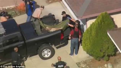 لبؤة تتجول بساحات منازل كاليفورنيا (فيديو وصور)