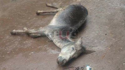 نفوق حمار وكلب صعقا بالكهرباء بسبب الأمطار في الشرقية (صور)