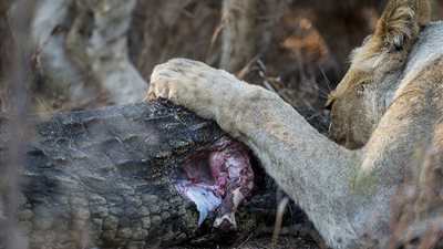 لبؤة تفترس تمساحا أكبر منها بشراسة (صور)