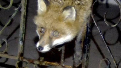 ثعلب يعلق بسور حديدي لحديقة منزل (صور)