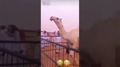 سعر جمل في مزاد يصدم الجميع (فيديو)