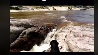 كلب ينقذ صديقه من الغرق على طريقة الأفلام (فيديو)