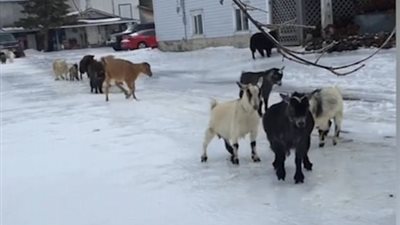 موقف طريف لقطيع أغنام حاول السير على طريق جليدي (فيديو وصور)