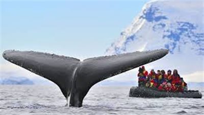 إقامة أكبر محمية بحرية في العالم بالقطب الجنوبي
