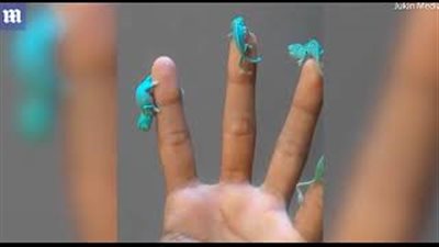 بالفيديو والصور.. سحالي صغيرة تثير ضجة بسبب حركاتها على يد صاحبها