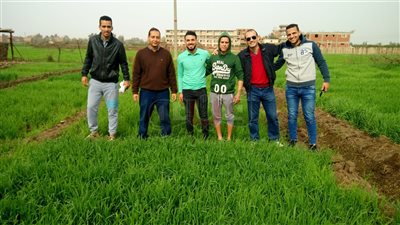 زراعة المنوفية تساهم في تحقيق الاكتفاء الذاتي من القمح