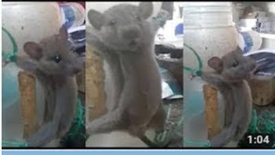 بالفيديو. رجل يعذب فأرا بعد محاولة سرق الطعام من متجره