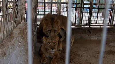 موت أربعة أشبال متجمدين في حديقة حيوان فلسطينية (صور)