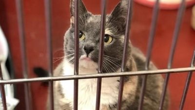 أسمن قطة في بريطانيا تتخلص من وزنها بحثا عن منزل جديد (صور)