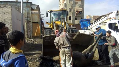 نقل حصانين نافقين بعد صعقهما بالكهرباء بالقابوطي في بورسعيد (صور)