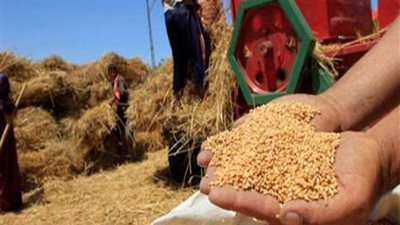تجار: عرض قمح أسترالي بأقل سعر في مناقصة عراقية