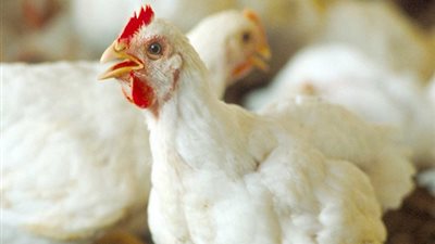 19 جنيها سعر كيلو الدواجن بالمزارع