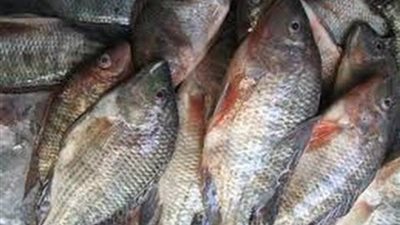 طرح 700 كيلو سمك مدعم بسعر 10 جنيهات لأهالي الغردقة