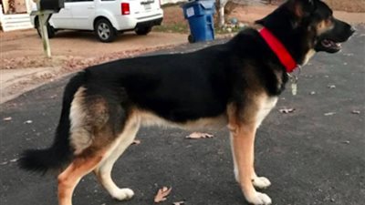 بالفيديو.. لقطات مروعة لآثار هجوم كلب على «حرامي» تثير ضجة على الإنترنت