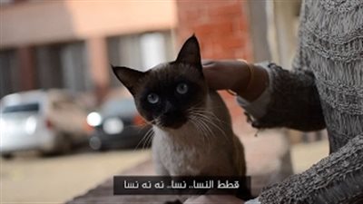 بالفيديو.. طلاب طب طنطا يحتفلون بتخرجهم على طريقتهم الخاصة