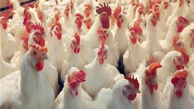 أسعار الدواجن اليوم 19/ 1/ 2019.. و«البيضاء» بـ 25 جنيها