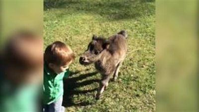 بالفيديو.. رد فعل طفل ركض خلفه مهر صغير