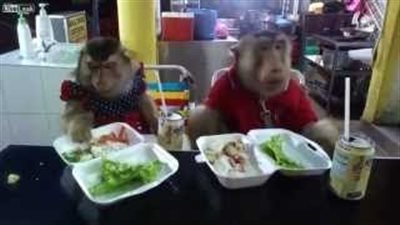 بالفيديو.. شاهد كيف سرق قرد الطعام من طبق زوجته