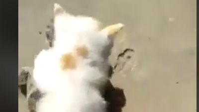 قطة تركب سلحفاة وتجبرها على السير (فيديو)