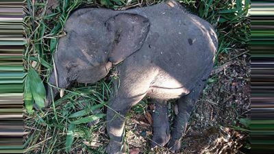 4 كوارث بيولوجية تضرب العالم أخطرها التلوث والتسمم