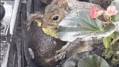 سنجاب يتناول الأفوكادو (فيديو وصور)