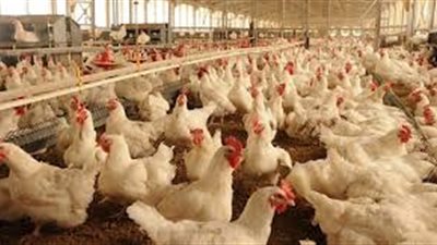 «الأهرام للمجمعات»: 40% زيادة في مبيعات الدواجن بعد خفض الأسعار