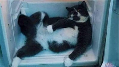 بالصور.. أطرف كوارث الحيوانات الأليفة بمنازل أصحابها