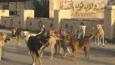 15 صورة ترصد اجتياح الكلاب لمدينة بورفؤاد