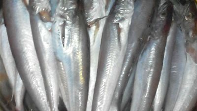 سمك «مكرونة» يسجل 20 جنيها بسوق العبور