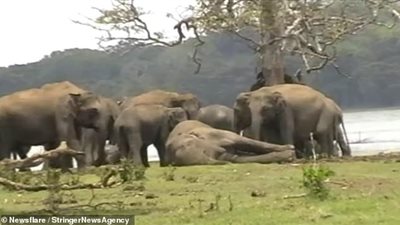 300 فيل يودعون قائدهم بعد قتله (فيديو وصور)