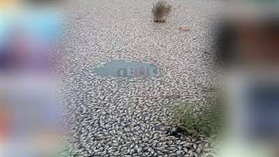 «ناقوس الخطر» في بحيرة العليقات.. أزمات تهدد استزراع 160 طن سمك سنويا بالخانكة.. المدفن الصحي ونفوق الأسماك المجاورة للاستزراع.. المياه الكبريتية تعيق المشروع.. وخبراء يحذرون من وقوع كارثة