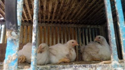 أسعار الدواجن.. «البيضاء» تسجل 31 جنيها و«البلدي» 41 جنيها