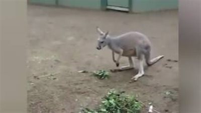بالفيديو والصور.. مطاردة ثلاثة من حيوان الإيمو لكنغر جائع