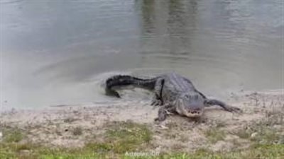 بالفيديو والصور.. تمساح يبتلع كرة جولف أمام اللاعبين