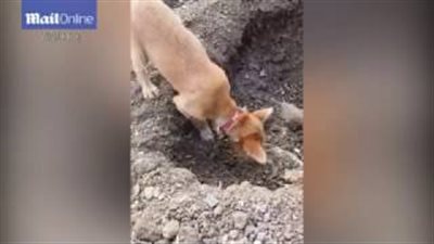 بالفيديو والصور.. كلب يدفن صاحبه بطريقة مؤثرة