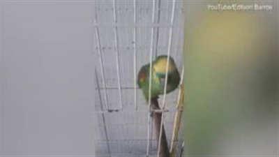 بالفيديو والصور.. ببغاء يقلد ريانا وإمينيم