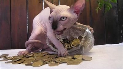 بالصور.. الأوجه الشريرة للقطط