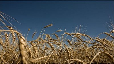 التموين يسحب مليون طن قمح من الشون خلال 80 يوماً