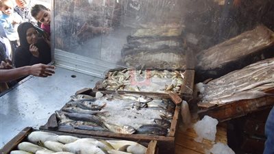 إقبال المواطنين في ثاني أيام طرح الأسماك بـ10 جنيهات في الغردقة