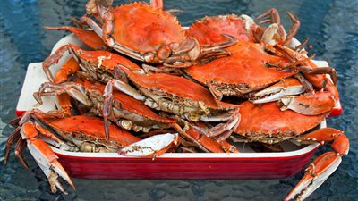 «الكابوريا» تسجل 37 جنيها بسوق العبور.. اليوم