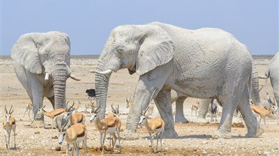 «فيلة» تحمي أجسامها من الشمس بطريقتها الخاصة (صور)