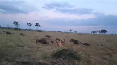 لبؤة جائعة تمسك بفريستها كلاعب رجبي (فيديو وصور)