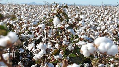 اختفاء الذهب الأبيض من أراضي الفيوم بفعل فاعل