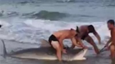 بالفيديو والصور.. ضابط بحرية يمسك «قرشا» بيديه