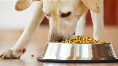 النظام الغذائي للكلاب والقطط المعتمد على اللحم «ضار بالصحة»