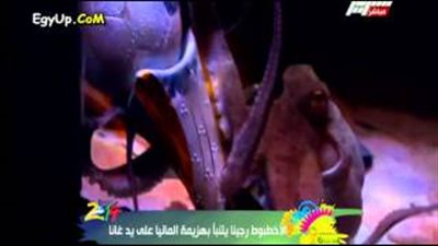 بالفيديو.. الأخطبوط «ريجينا» تتوقع فوز «النجوم السوداء» على الألمان