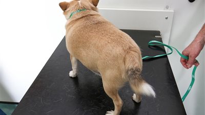 بالصور.. الحيوانات الأكثر بدانة في بريطانيا تلجأ لنادي للتخسيس